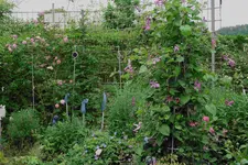 Juni     5323.webp