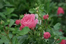 Juni     5423.webp