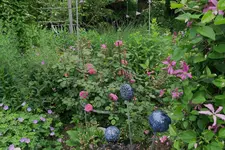 Juni     5523.webp