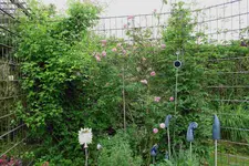 Juni     5623.webp