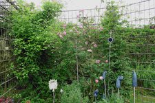 Juni     5623.JPG