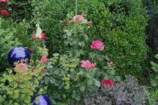Juni     5723.webp