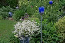 Juni     5923.webp