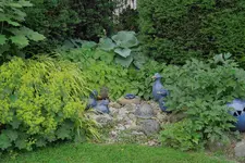 Juni     6123.webp