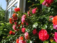 DSC03027.webp