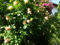 DSC03024.webp