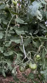 IMG_6259.jpeg
