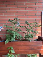 IMG_2852.jpeg