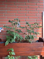 IMG_2852.jpeg