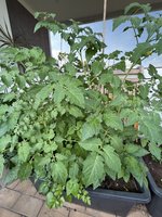 IMG_2857.jpeg