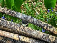 IMG_8239.jpeg