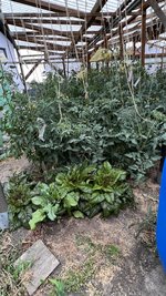 IMG_6278.jpeg