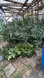IMG_6278.jpeg