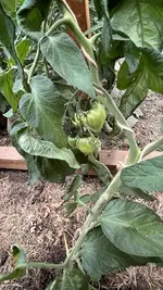 IMG_6282.jpeg