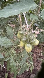 IMG_6286.jpeg