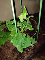 IMG_20230620_212229290.jpg