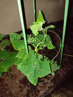 IMG_20230620_212229290.webp