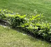 IMG_1934.webp