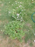 IMG_20230621_173200.jpg