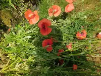 IMG_20230621_124006.webp