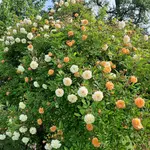 20230608_090730.jpg
