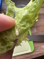 IMG_9056.jpeg