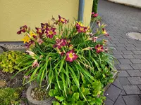 20230621_074125.webp