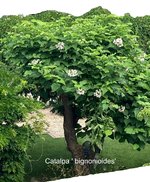 Catalpa ' bignonioides'_2023-06.jpg