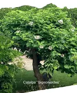 Catalpa ' bignonioides'_2023-06.webp