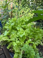 IMG_9203.jpeg