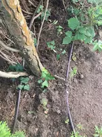 Tech_ZypressenHecke_Tropf-Bewässerung_03.jpg Tech_ZypressenHecke_Tropf-Bewässerung_03.jpg
