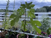 IMG_1173.jpeg