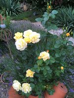 IMG_1011.JPG