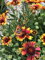 IMG_1015.JPG