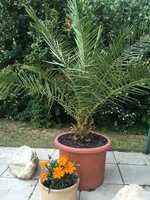 IMG_1017.JPG
