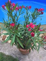 IMG_1018.JPG