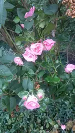Rose1.jpg