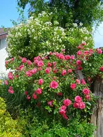 ,rosarium uetersen, bobby james.webp