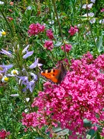 ,kl. fuchs.webp