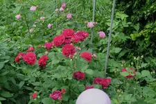 Rose Alfred Colomb0423.webp