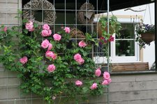 Rose Hl.Elisabeth   1223.JPG