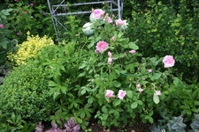 Rose Mdm. Knorr  0321.JPG