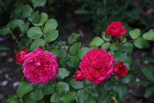 Rose Red Leonardo da Vinci 0722.JPG