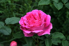 Rose Othello0420.JPG