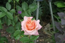 Rose Erzsebet kiralyne emleke0223.JPG