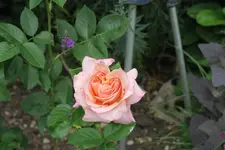 Rose Erzsebet kiralyne emleke0223.webp