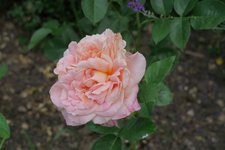 Rose Erzsebet kiralyne emleke0323.JPG