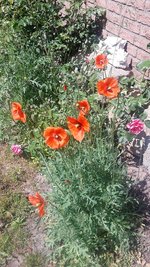 Mohn (4).jpg