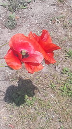 Mohn1 (2).jpg