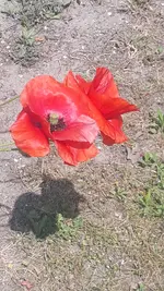 Mohn1 (2).jpg